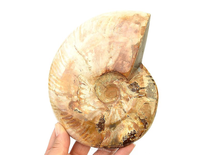 Whole ammonite - opal luster (981g)