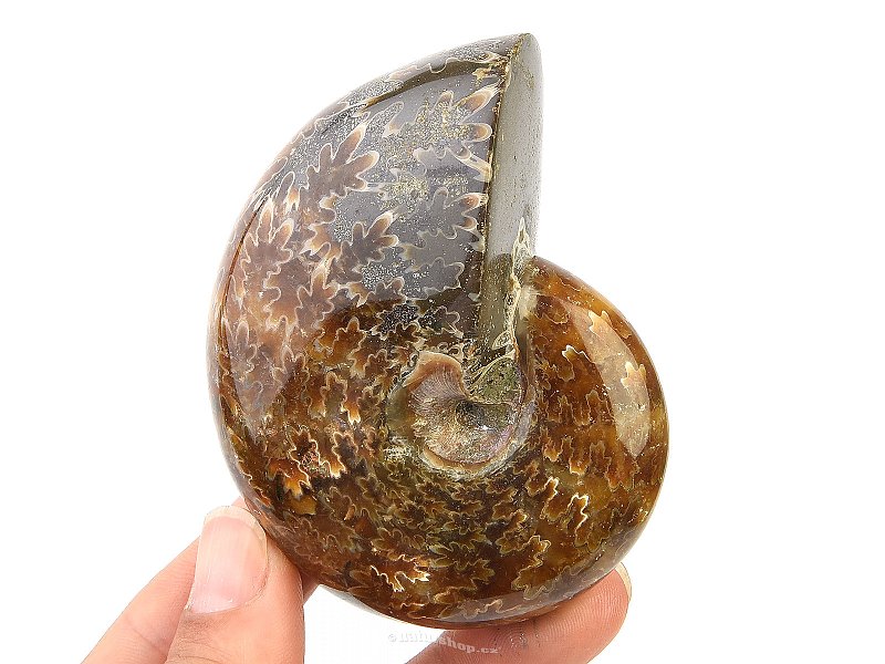 Selected ammonite 215g in total