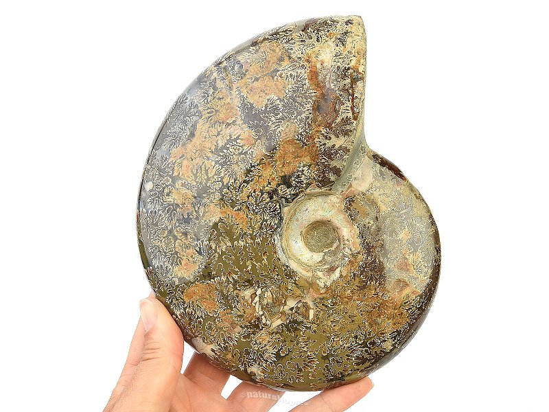 Selected ammonite 1412g in total