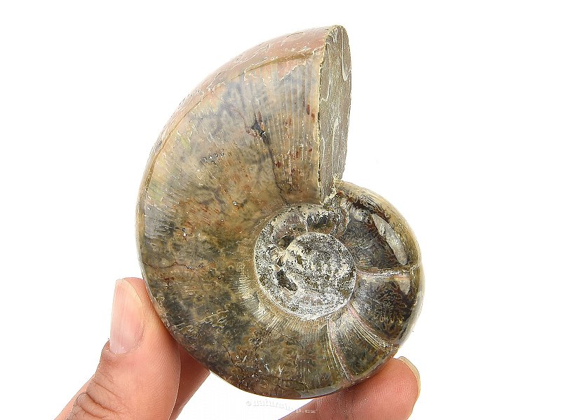 Selected ammonite 190g in total