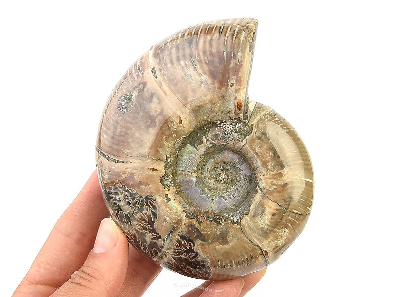 Ammonite whole with opal luster 533g