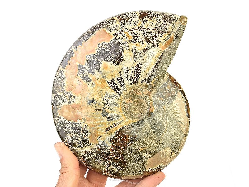 Whole ammonite (1200g)