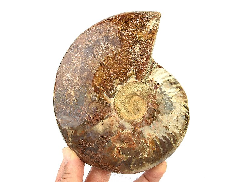 Ammonite with opal luster whole (837g)
