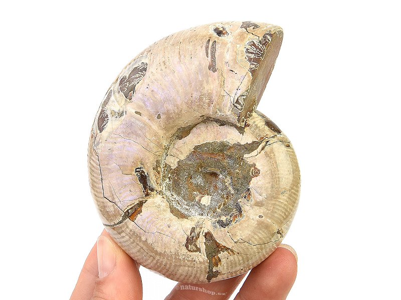 Ammonite whole with opal luster 330g