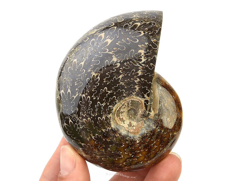 Selected ammonite 292g in total