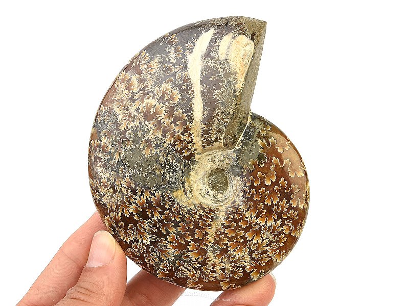 Selected ammonite 269g in total