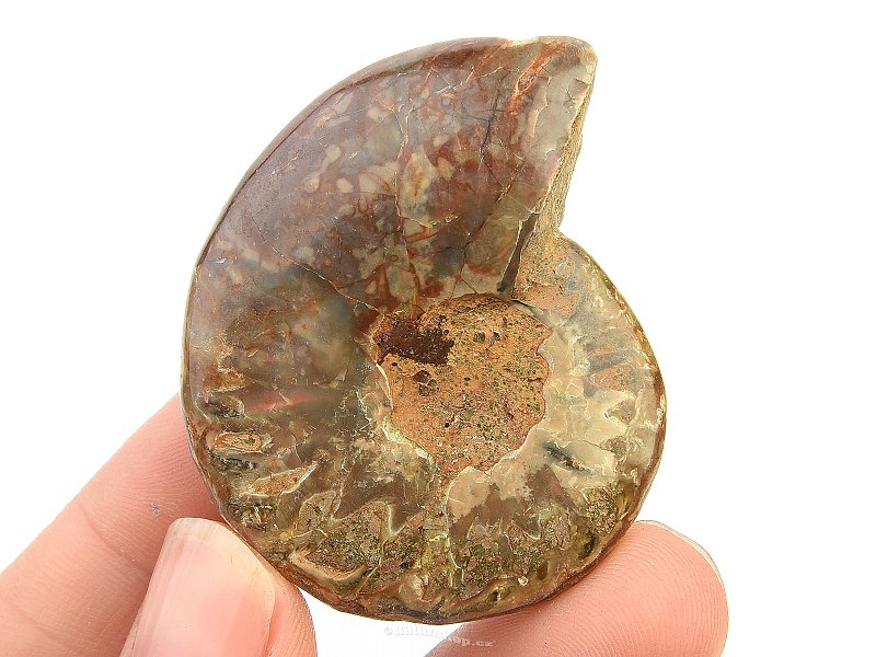 Fossil ammonite with opal luster (24g)