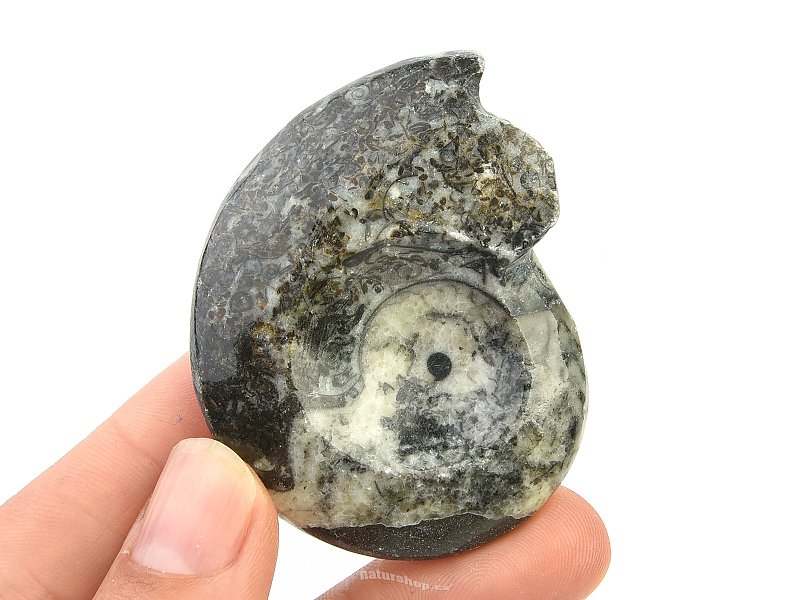 Fossilized goniatite Morocco 41g