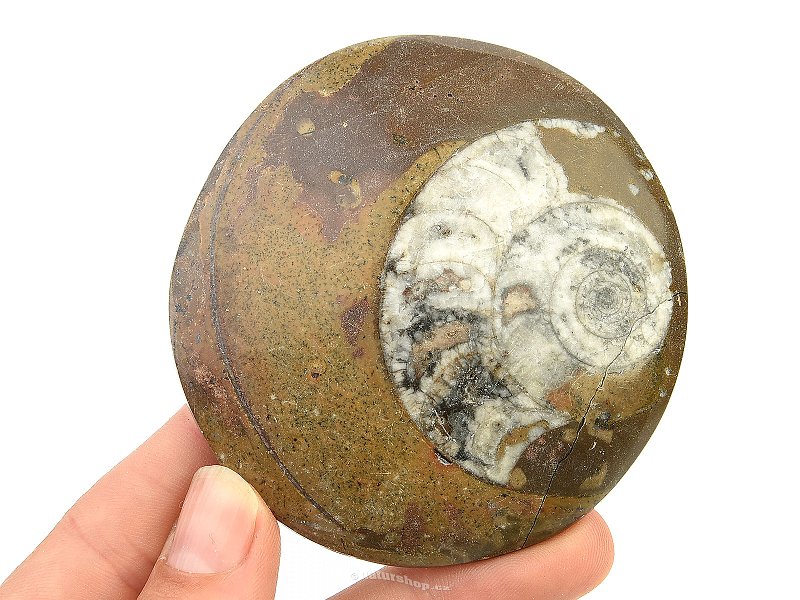 Fossil ammonite in rock (Erfoud, Morocco) 109g