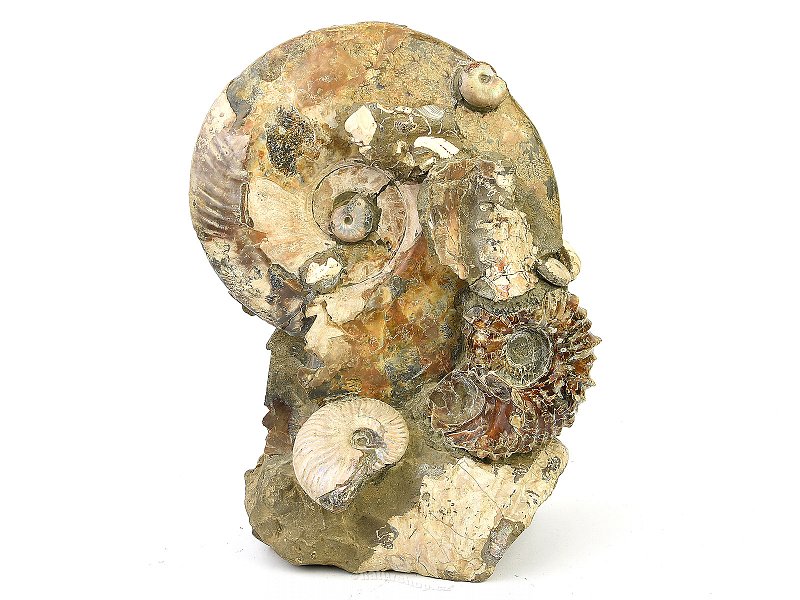 Decorative conglomerate with Madagascar ammonites (7117g)