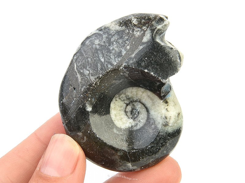 Goniatite fossil Morocco 51g