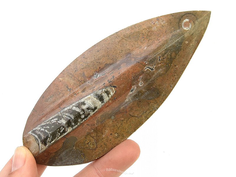 Fossilized orthoceras from Morocco (115g)