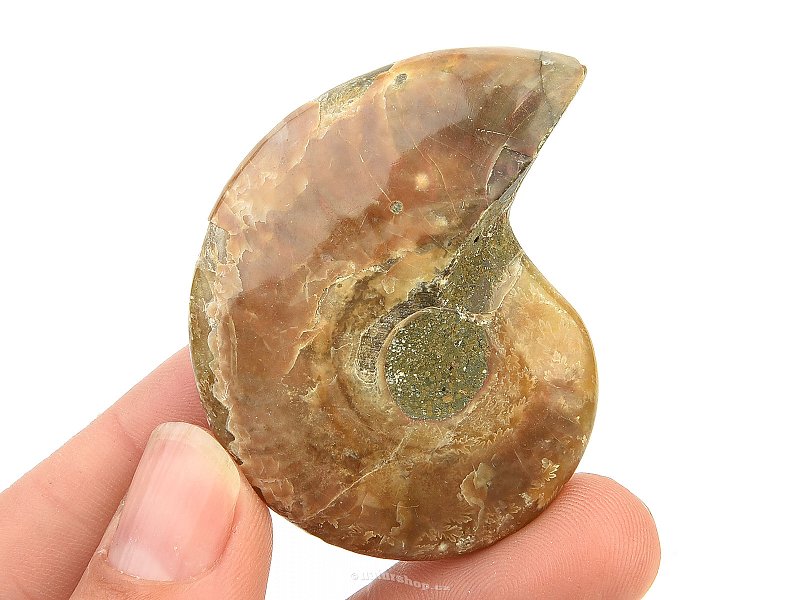 Ammonite whole with opal luster (32g)