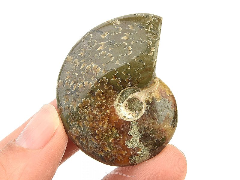Ammonite with opal luster (23g)