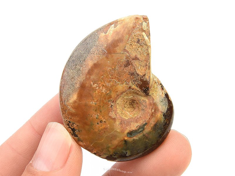 Fossil ammonite whole with opal luster (21g)