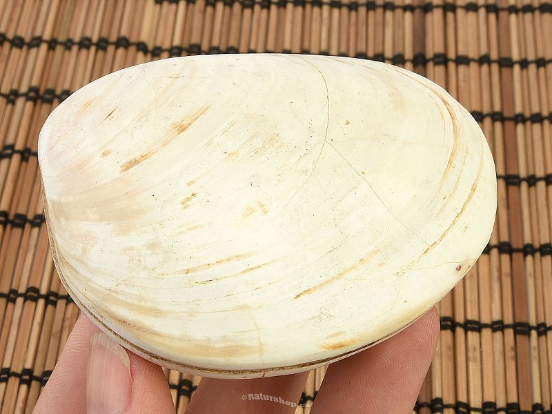 Fossil shells for collectors 190g