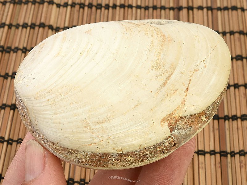 Fossil shells for collectors 202g