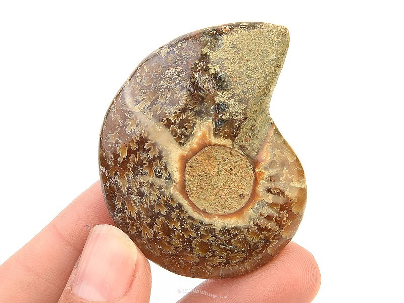 Fossil ammonite with opal luster (39g)