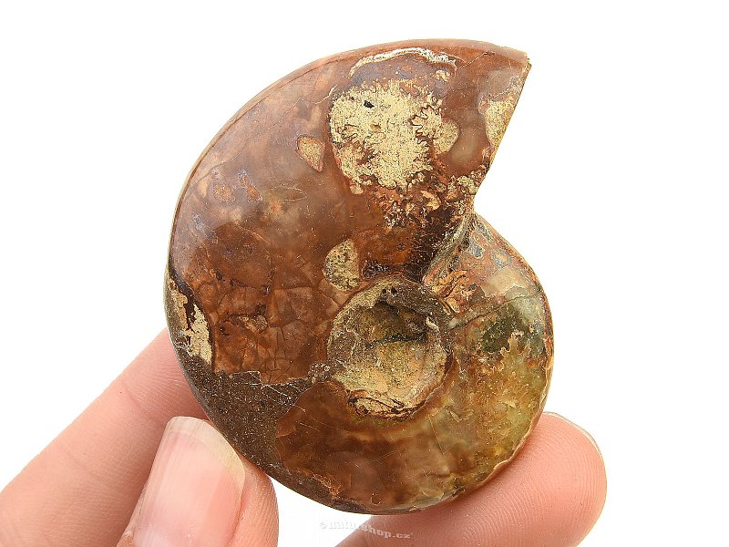 Ammonite whole with opal luster (35g)