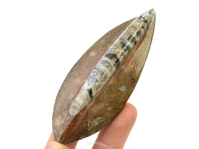 Fossilized orthoceras from Morocco (70g)