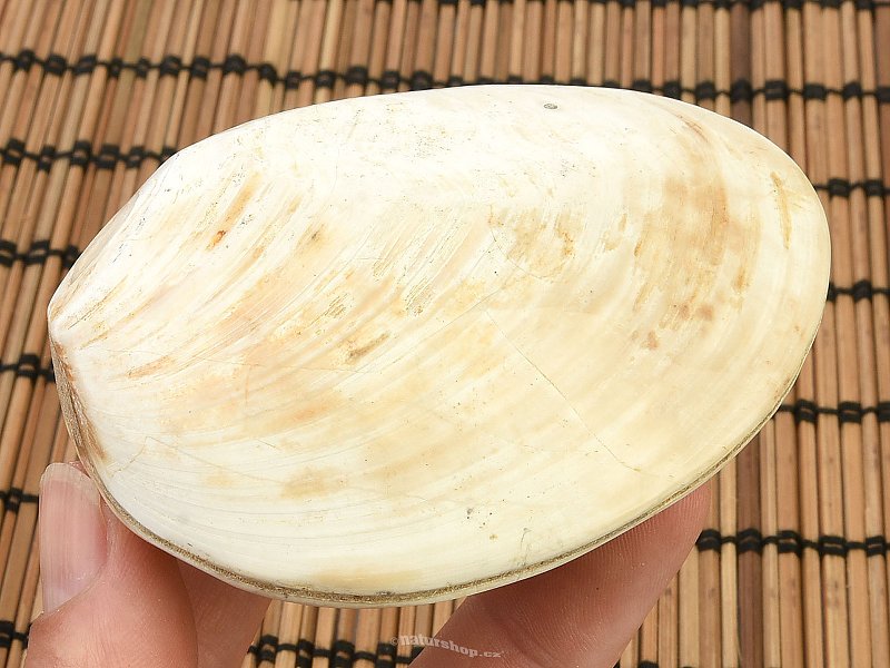 Fossil shells for collectors 174g