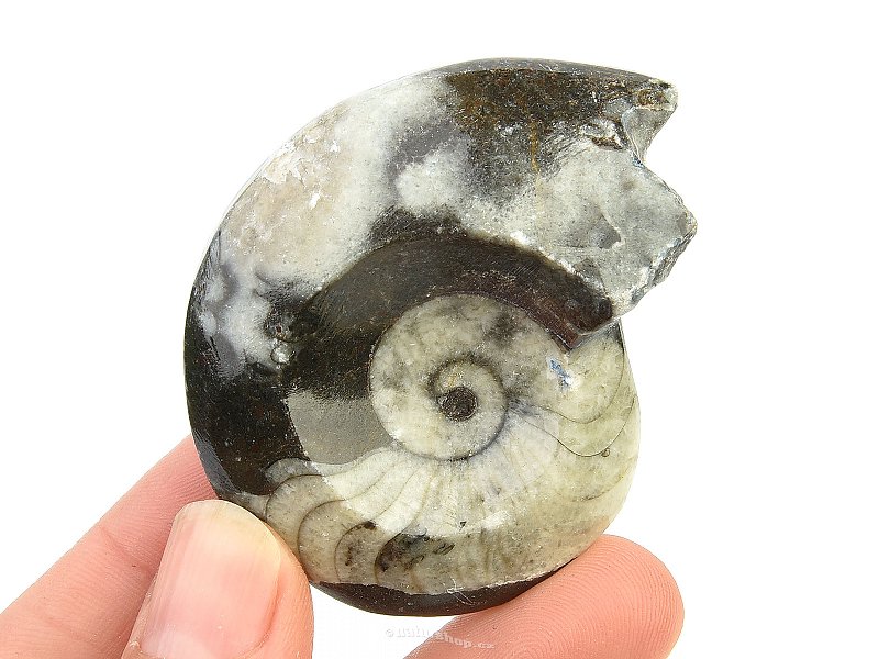 Fossilized goniatite from Morocco 46g