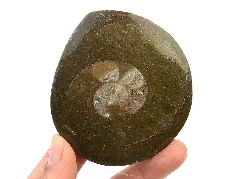 Fossil ammonite in rock (Erfoud, Morocco) 104g