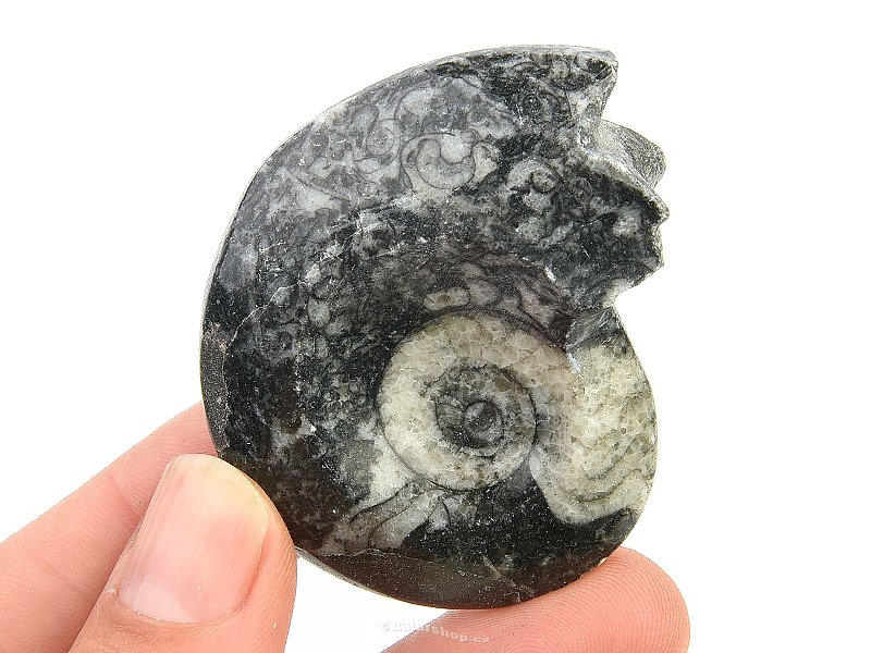 Fossilized goniatite from Morocco 34g