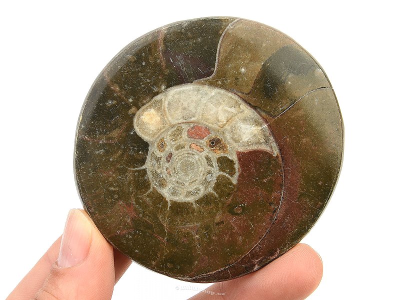 Fossil ammonite in rock (Erfoud, Morocco) 58g