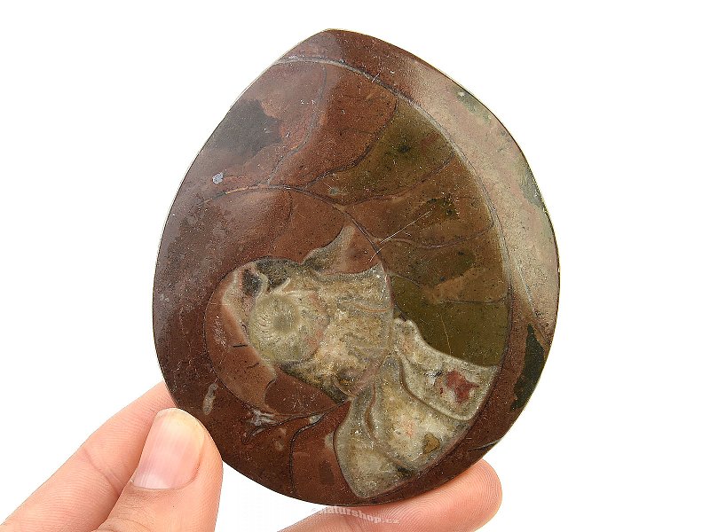 Zkamenělý amonit v hornině (Erfoud, Maroko) 95g