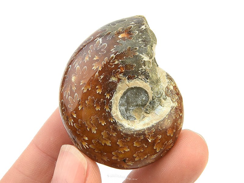 Ammonite whole with opal luster (37g)