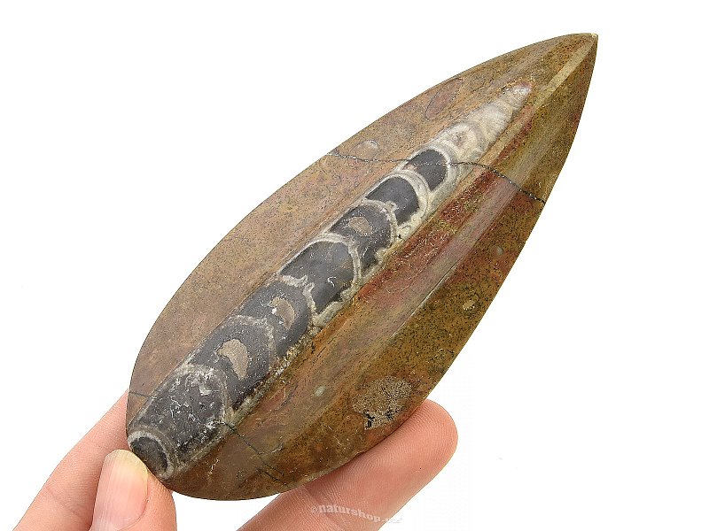 Fossilized orthoceras from Morocco (91g)