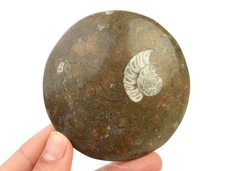 Ammonite in rock fossil (Erfoud, Morocco) 124g