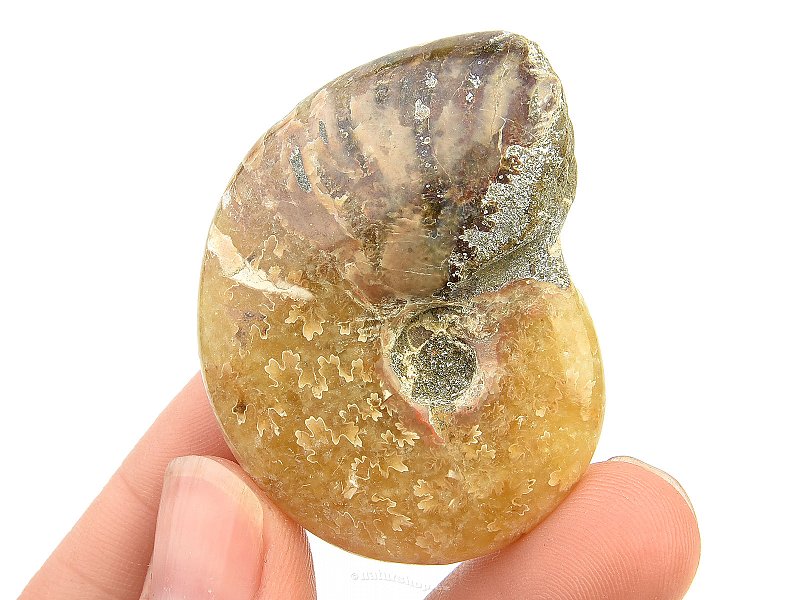Fossil ammonite with opal luster (30g)