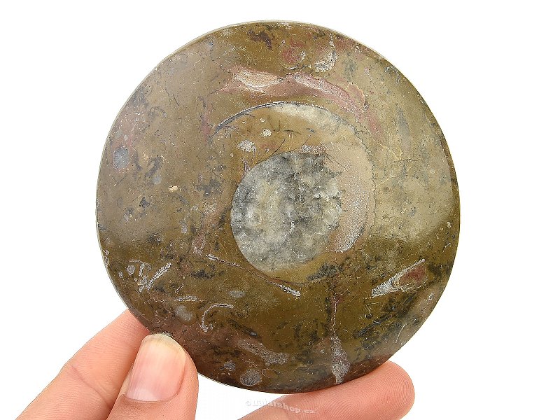 Amonit v hornině zkamenělina (Erfoud, Maroko) 139g