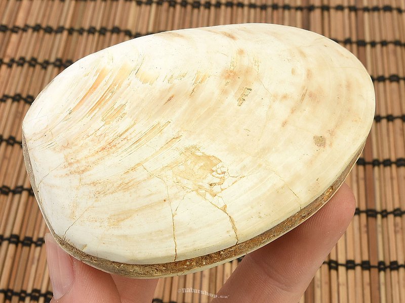 Fossil shells for collectors 181g