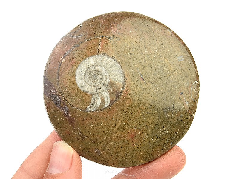 Fossil ammonite in rock (Erfoud, Morocco) 83g