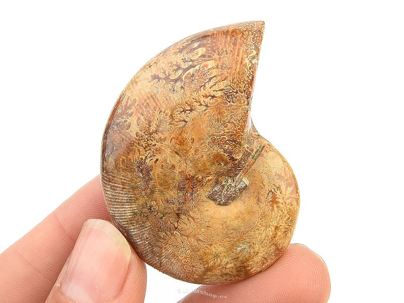 Ammonite fossil whole (26g)