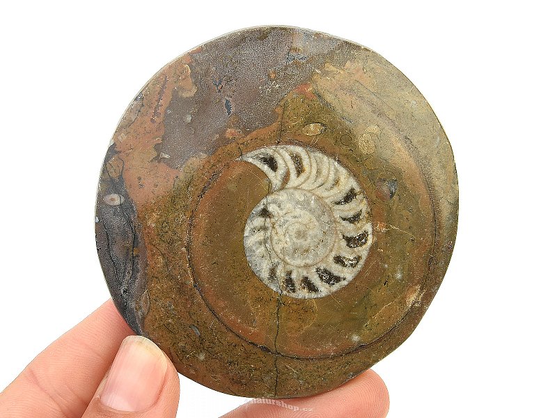 Ammonite in rock fossil (Erfoud, Morocco) 89g