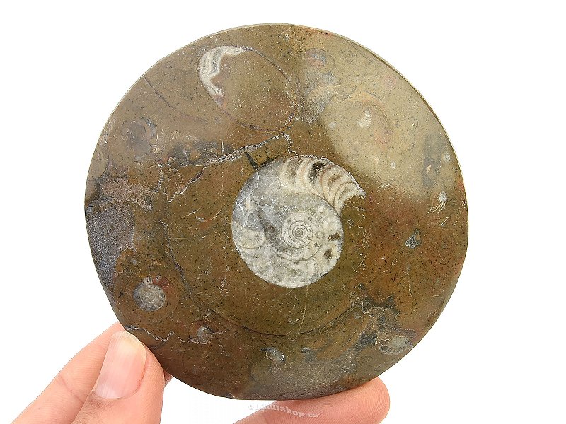 Fossil ammonite in rock (Erfoud, Morocco) 151g