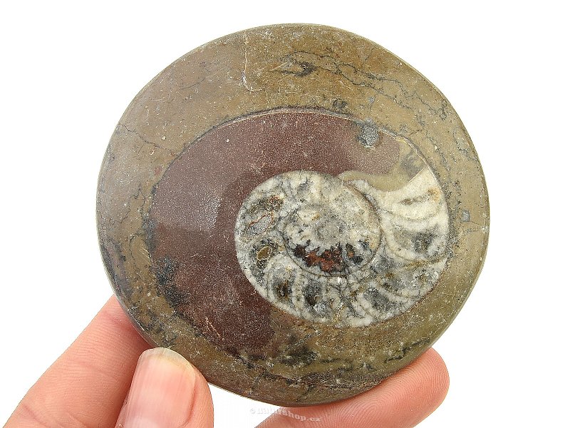 Amonit v hornině zkamenělina (Erfoud, Maroko) 80g