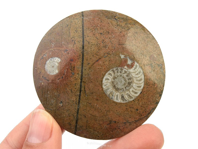 Ammonite in rock fossil (Erfoud, Morocco) 55g