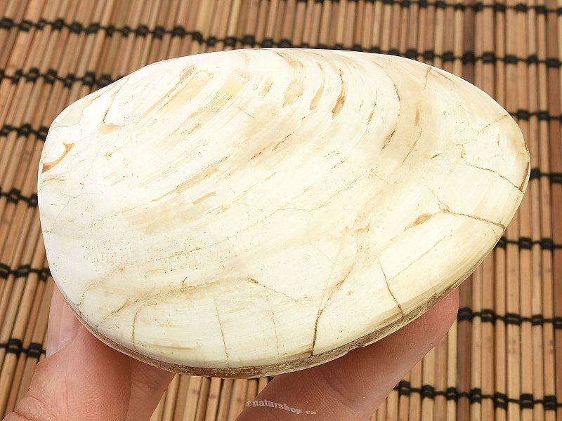 Fossil shells for collectors 183g