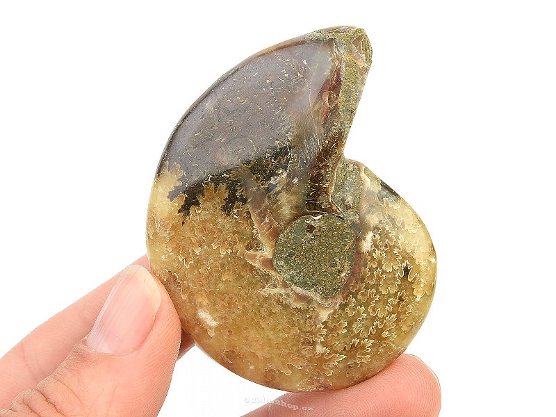Ammonite with opal luster (47g)