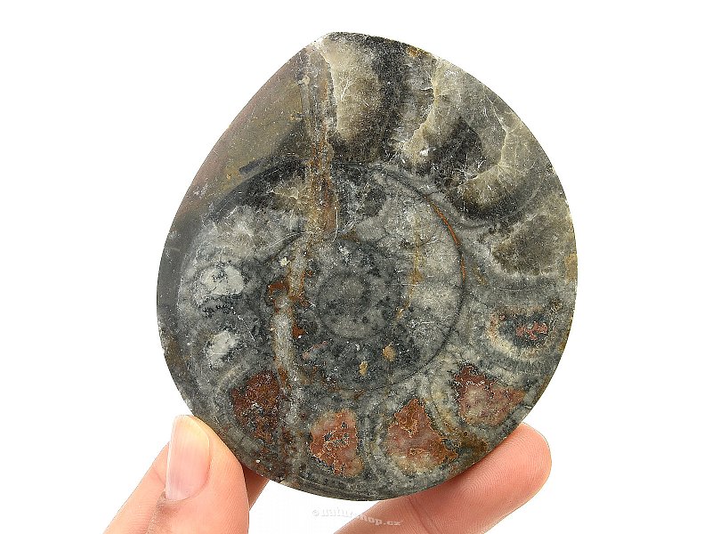 Fossil ammonite in rock (Erfoud, Morocco) 114g