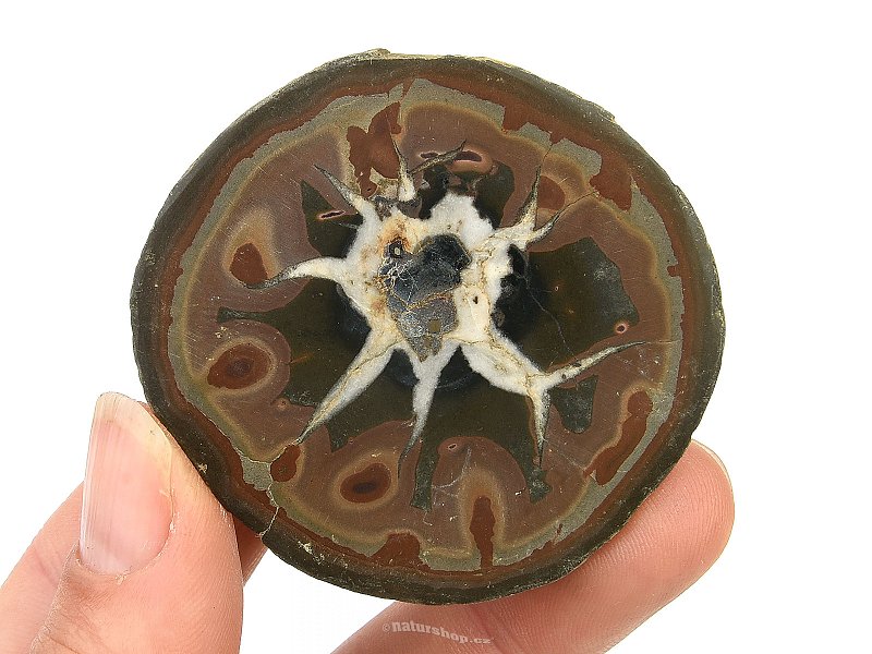 Petrified septaria half (Morocco) 64g