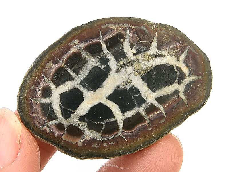 Fossil septaria half (Morocco) 39g