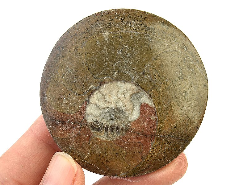 Fossil ammonite in rock (Erfoud, Morocco) 60 g