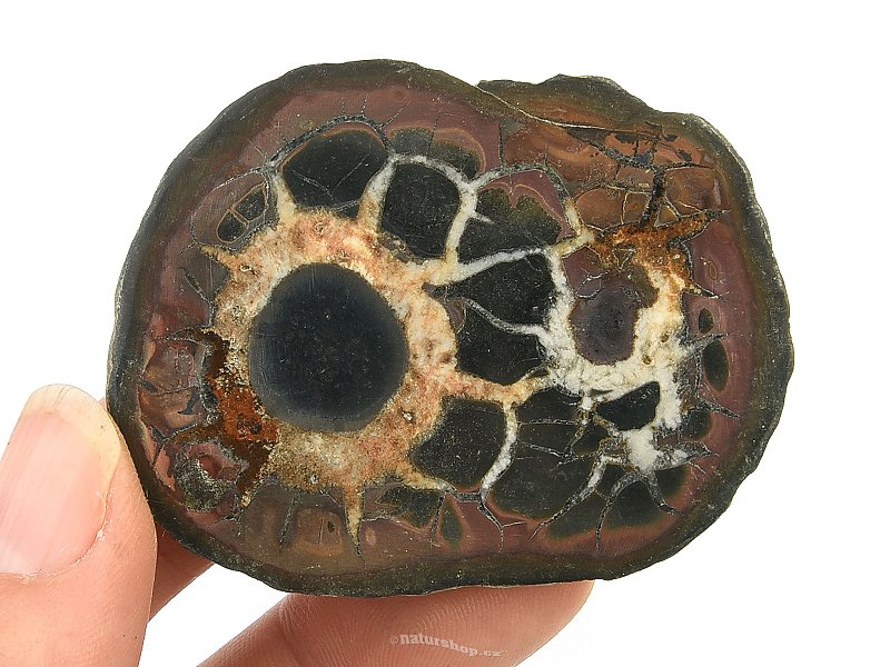 Fossil septaria half (Morocco) 48g