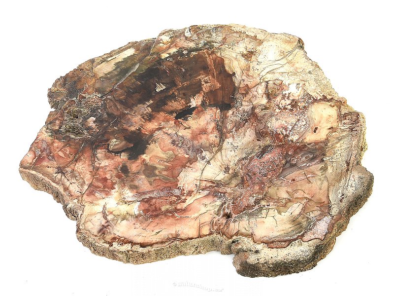 Zkamenělé dřevo plátek (3385g)
